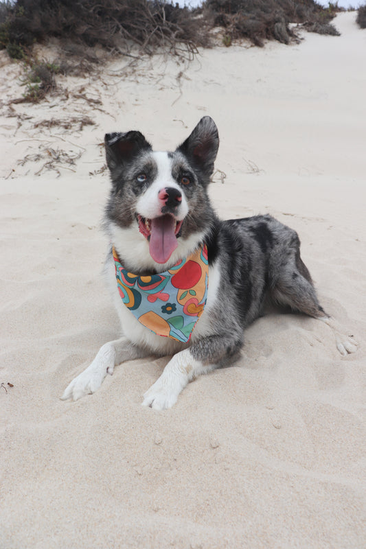 Funky Retro Dog Bandana